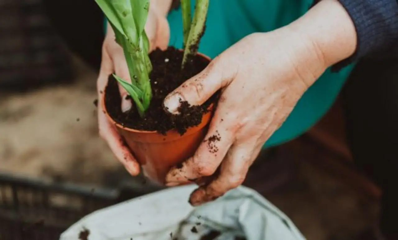 Come si fa a scegliere il terriccio giusto per ogni tipo di pianta? La guida a pH e nutrienti