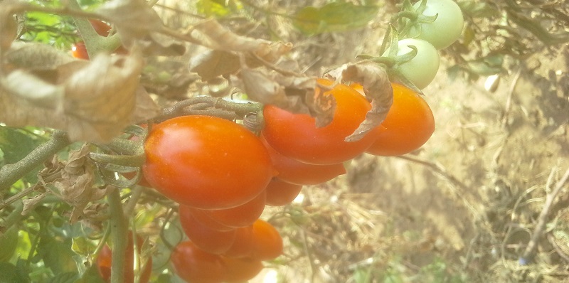 Prodotti dell'orto: pomodorini pendolini fanesi