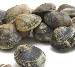 Riconoscere le vongole: la verace asiatica