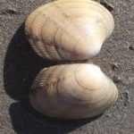 Riconoscere le vongole: Venerupis decussata, vongola Verace del Mediterraneo