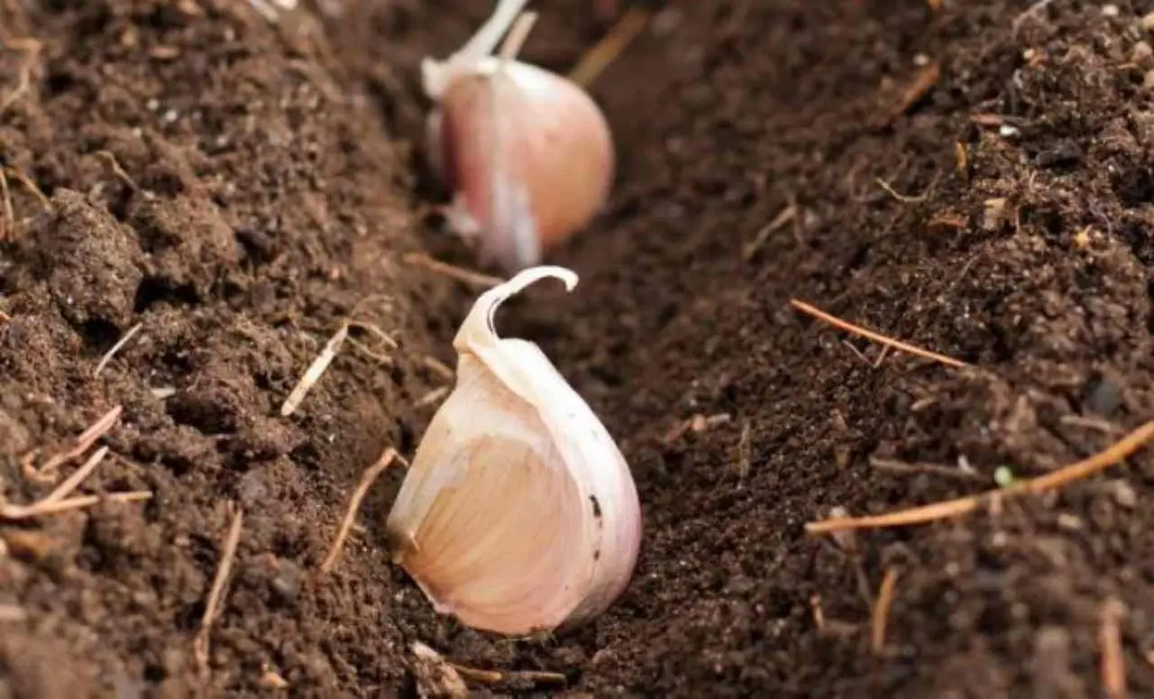 Come si fa a coltivare l’aglio in vaso o nell’orto? Il periodo giusto per piantarlo è adesso