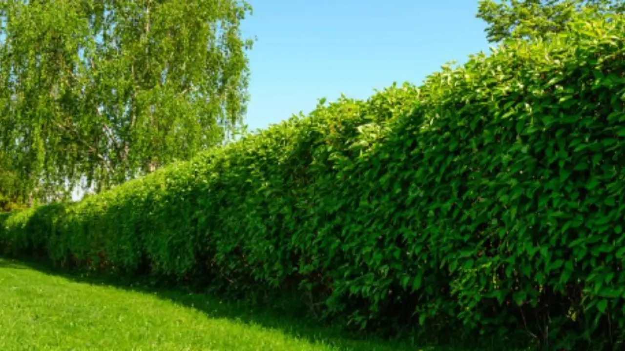 Come si pota la siepe per l’ultima volta prima dell’inverno? La forma giusta per proteggerla