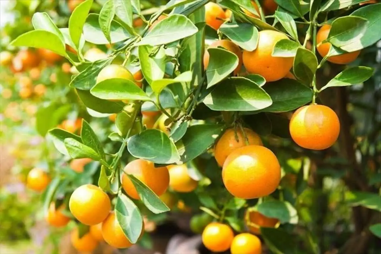 Quali sono le piante da frutto nane che si possono coltivare in vaso? Limoni, kumquat e altri